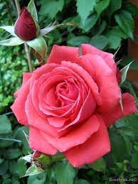 Duftwolke Tanellis Fragrant Cloud Nuage Parfume Hybrid Tea Roses Rose Flower Tea Roses
