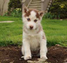 Siberian husky puppies, teens and adults for sale. Posey Siberian Husky Puppy For Sale In Quarryville Pa Happy Valentines Day Happyvalentinesday2016i