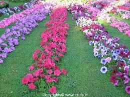 Petunia Gardening Flowering Plants