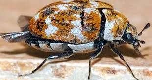 Black Beetle Stink Bug Best Control Tips On How To Get Rid Of Carpet Bugs