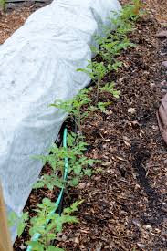 Cabbage worms also called imported cabbageworms are the larva of the cabbage white butterfly. How To Prevent And Get Rid Of Cabbage Worms Organically The Seasonal Homestead
