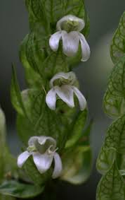 Image result for Justicia betonica