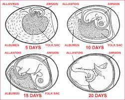 Chickscope 1 5 Resources From Egg To Chick