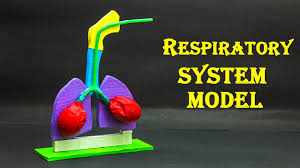 Digis are also the simplest to produce! School Science Projects Respiratory System Model Youtube