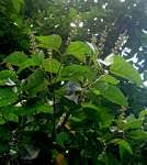 Image result for Croton madandensis