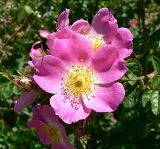 Image result for Rosa sp.