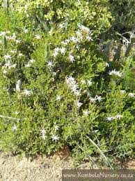 Image result for Jasminum multipartitum