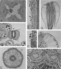 Image result for Pavetta stenosepala