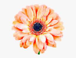 This picture from internet and icons categories. Daisy Flower Png Aesthetic Flower Icon Transparent Png Download Kindpng