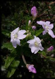 Image result for Epilobium