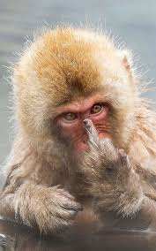 Bird That Sounds Like A Monkey At Night 28 Cute And Funny Animal Memes You Need The Bird Funny Animal Memes Funny Animals Japanese Macaque