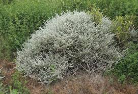 Image result for Plecostachys