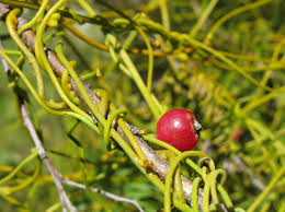 Image result for Cassytha pondoensis