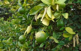 24 Acre Self Sustainable Farm With 1750 Mesino Lime Trees For Sale Located 16 Km North Of The Pan American Highway Just 1 Km Off Highway 6 Lime Tree Farm Acre