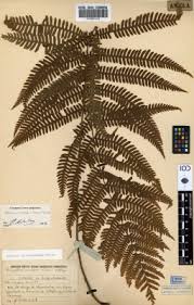 Image result for Ctenitis cirrhosa