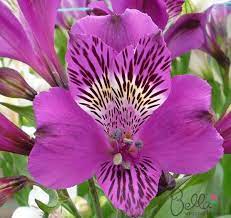 Pin On Peruvian Lilies