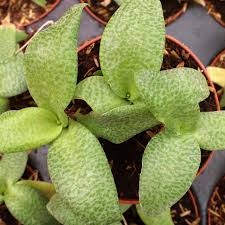 Image result for Ledebouria