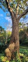 Image result for Brachystegia glaucescens