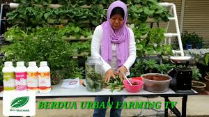 Kompos merupakan pupuk alami yang sangat berkualitas dan sangat baik untuk tanaman. Berdua Urban Farminfmg Membuat Baja Organik By Sri Nf Services