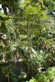 Image result for Cussonia natalensis