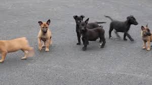 No puppies where found matching your criteria. Bashful Belgian Malinois Puppy For Sale Keystone Puppies