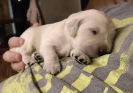 Schnoodle pups for sale, soooo adorable. Golden Retriever Puppy For Sale In Waukesha Wi Adn 62219 On Puppyfinder Com Gender Female Age 1 We Retriever Puppy Golden Retriever Puppy Golden Retriever
