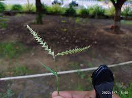 Image result for Tetrapogon tenellus