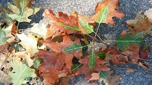Brown, dead areas appear along leaf veins. Oak Wilt Nys Dept Of Environmental Conservation