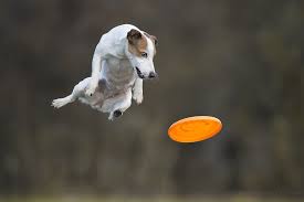 Fail With Style By Claudio Piccoli On 500px Flying Dog Sporting Dogs Jack Russell