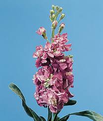 Image result for Matthiola