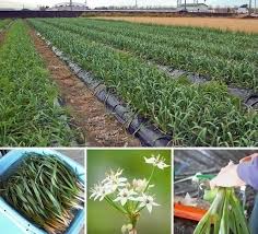 葉ニンニクは土佐好み 穫 生産者のご紹介 高知 中華料理 華珍園