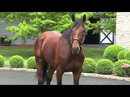 American Pharoah Triple Crown Winner All 3 Races Compilation Youtube American Pharoah Horses Triple Crown
