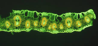 Image result for Anthephora pungens