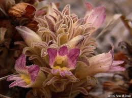 Image result for Orobanche