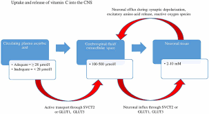 There are many important vitamins for men's health. Frontiers The Contribution Of Plasma And Brain Vitamin C On Age And Gender Related Cognitive Differences A Mini Review Of The Literature Frontiers In Integrative Neuroscience