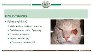 Mast cell tumours are tumours which have arisen from mast cells. Feline Ophthalmology Cats Are Not Small Dogs