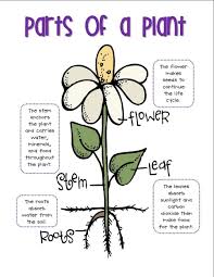 Parts Of A Plant Diagram For 4th Graders Ciencias De La Naturaleza Estrategias De Ensenanza Partes De La Flor