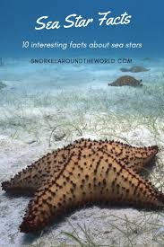 10 Facts About Sea Stars How Do Starfish Live Snorkel Around The World Sea Star Star Facts Ocean Creatures