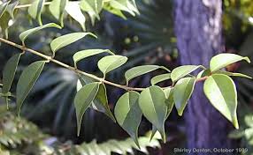 Image result for Eugenia aschersoniana