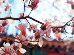 春色滿城關不住 好客山東 plants rose flowers