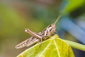 But this is south florida, home of bizarre and showy creatures, and it's high eastern lubber season. 10 Different Types Of Grasshoppers Home Stratosphere