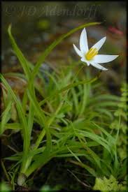 Image result for Hypoxidaceae