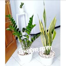 Para ilmuwan nasa telah menemukan sejumlah tanaman hias yang bisa dijadikan senjata ampuh untuk melawan polusi udara, menjadikan udara di ruangan lebih bersih. Jual Tanaman Hias Indoor Pembersih Udara Tanaman Hias Pembersih Udara Jakarta Utara Sanggar Alam Azka Tokopedia