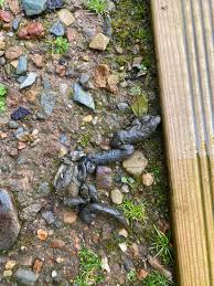 Image result for marten poop