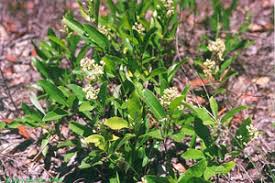 Image result for Ficalhoa laurifolia