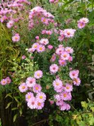 Image result for Aster chimanimaniensis