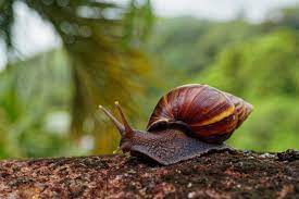 Caracol televisión, also known as caracol tv or in a simplified manner as caracol, is a colombian private television channel of varied programming founded on august 28, 1969 (programmer) and july 10, 1998 (private channel) and is owned by caracol medios, a division of the valorem. Avicultura De Pastoreo Ojo Con El Caracol Africano Industria Avicola