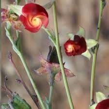 Image result for Hermannia glanduligera