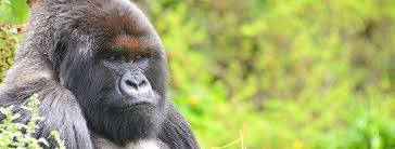 Today, the dian fossey gorilla fund is dedicated to continuing dian fossey's work to protect gorillas while helping and educating the people who live near them. Dian Fossey Dian Fossey Gorilla Fund International