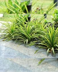 Image result for Pandanus